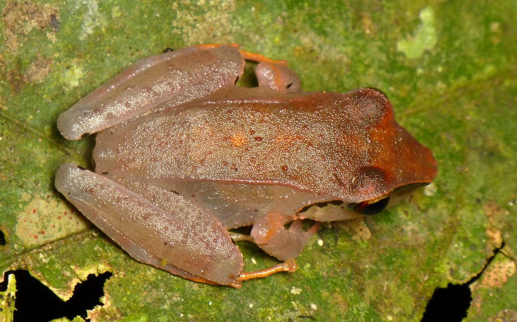Rain Frog, mimicry