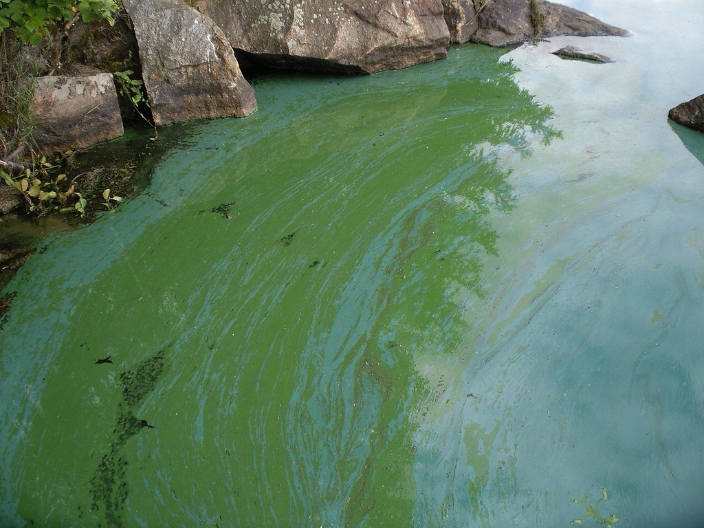 Cyanobacteria