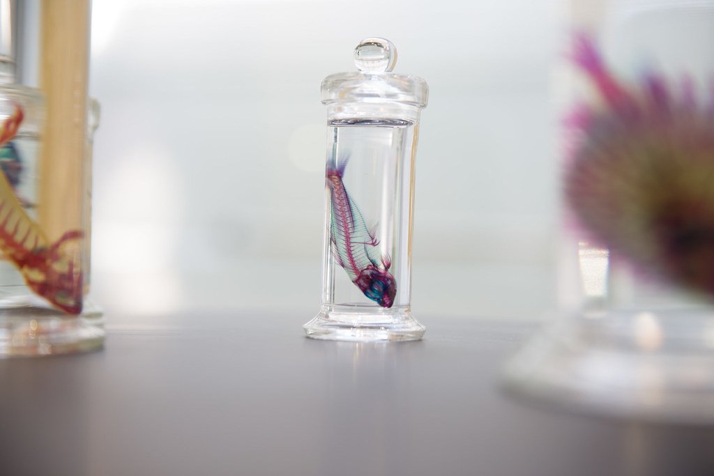 Transparent Specimen.