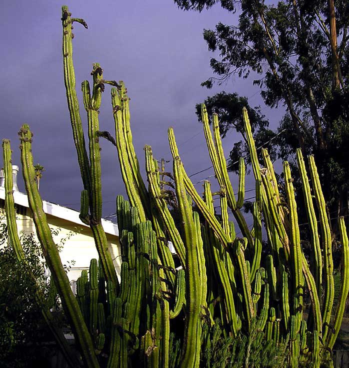 San Pedro cactus
