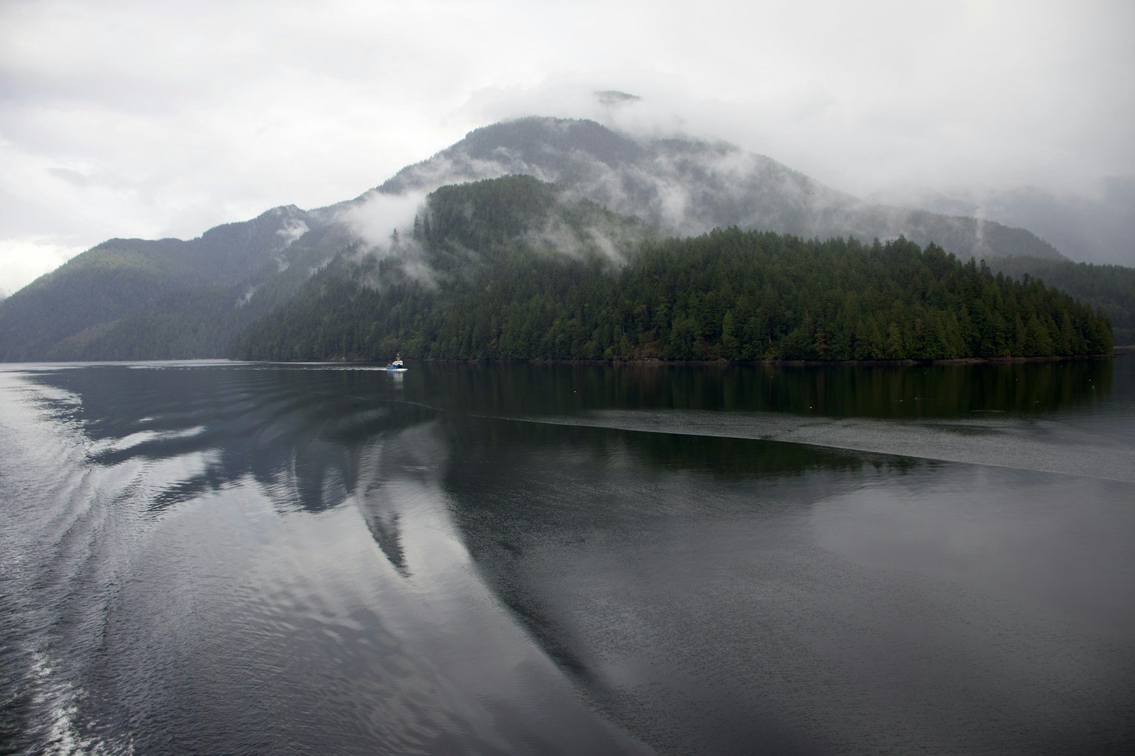 Canada’s Great Bear Rainforest: A Living Laboratory of Evolution