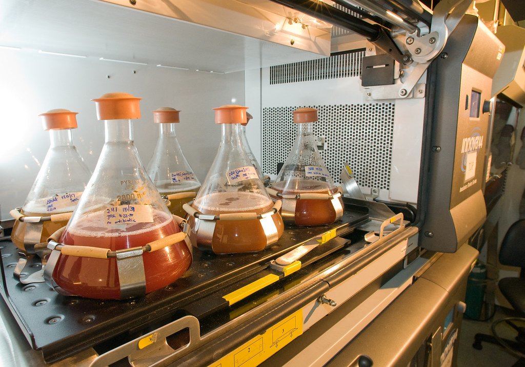 Rows of microalgae for biofuels.