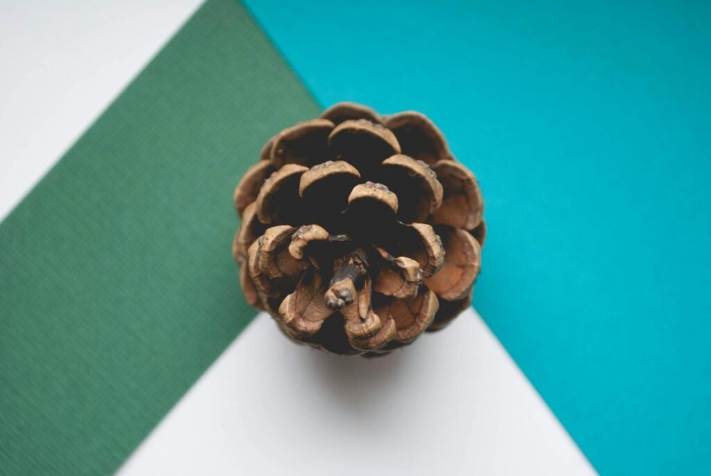 A pine cone displayed artfully on a blue and green textured background, showcasing minimalist still life photography.