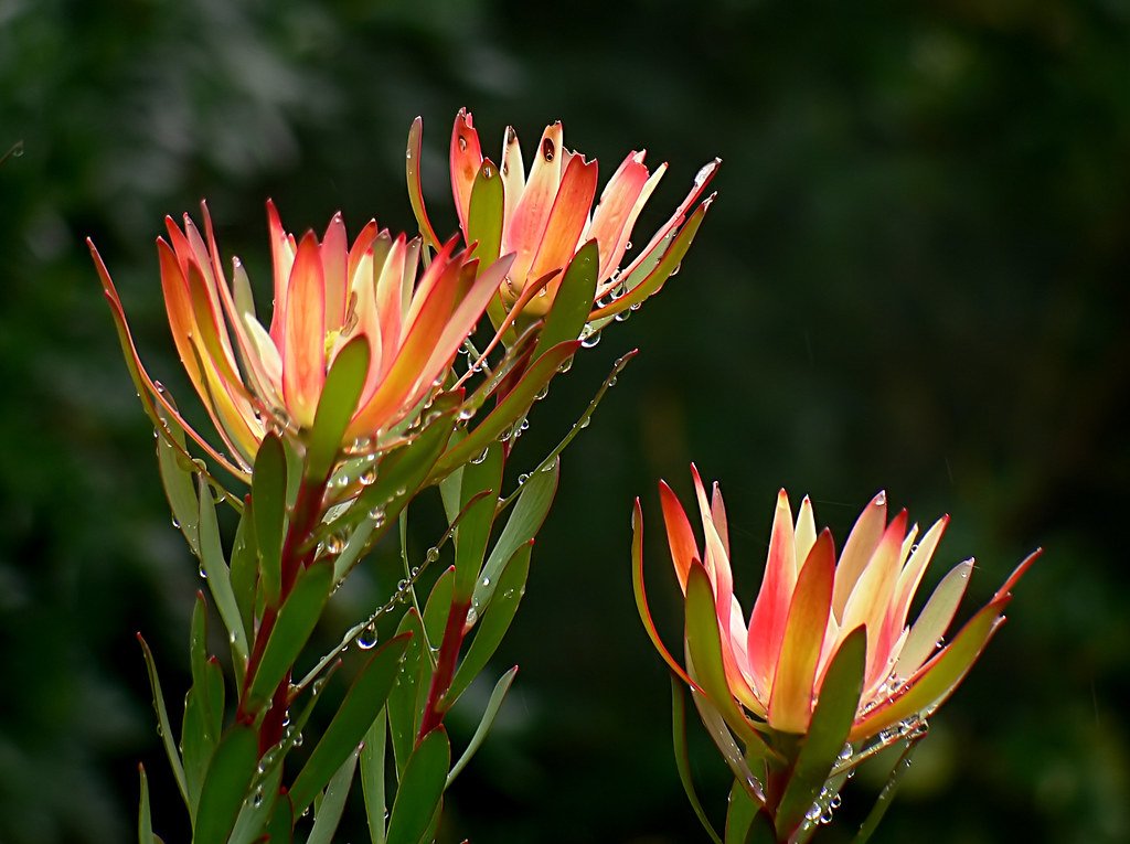 Lecucadendron Stelligerun red.