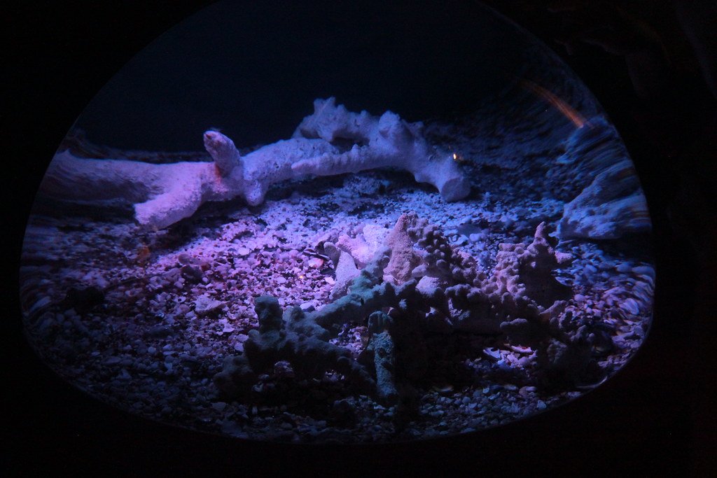 Hawaiian bobtail squid exhibit.