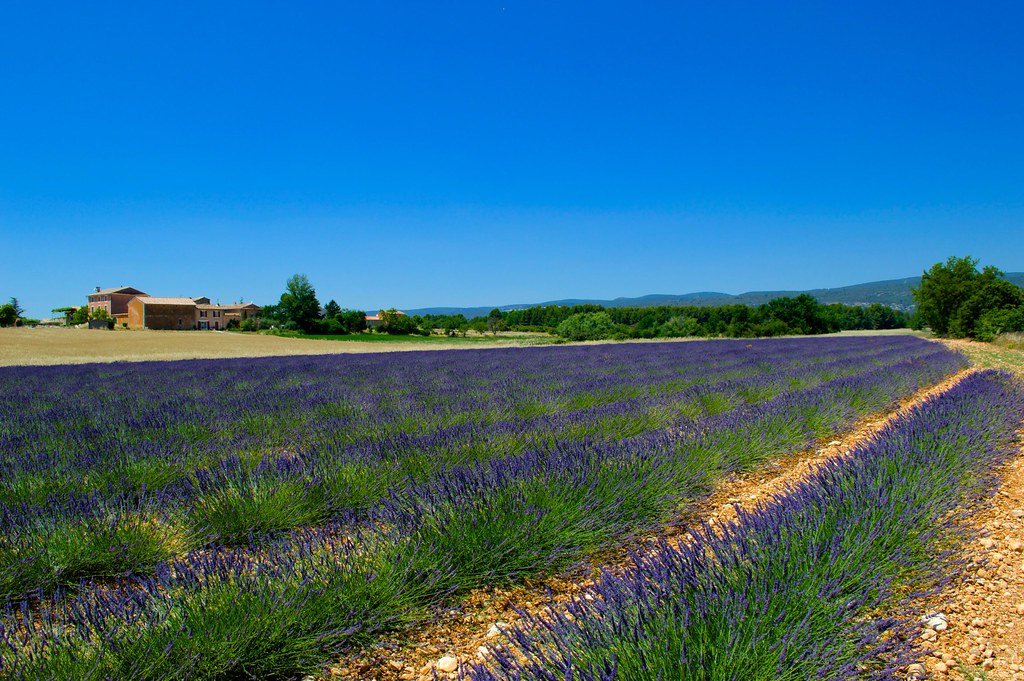Lavender Fields of Provence