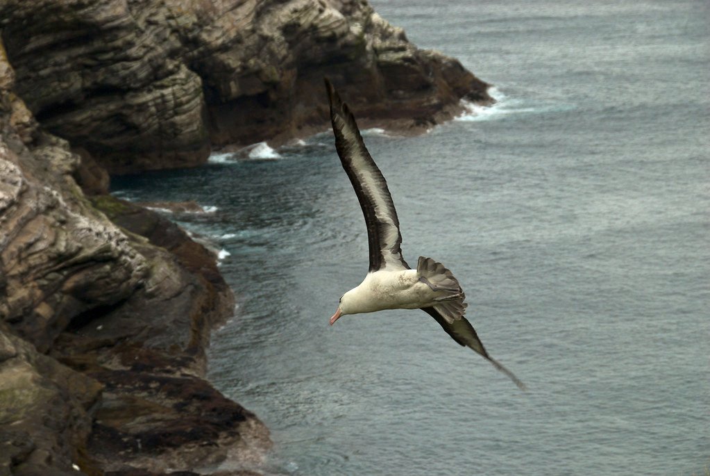 Albatross