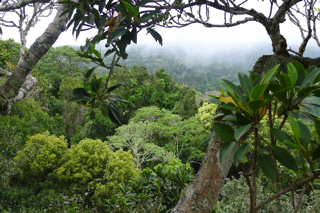 Canopy view of Queensland rainforest.