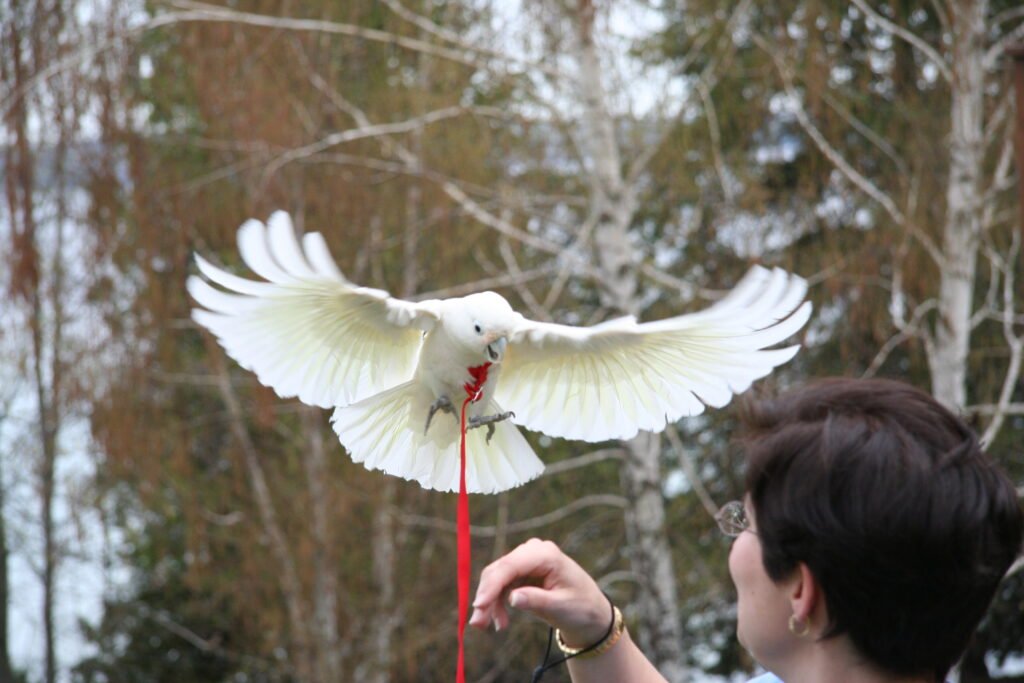 Goffin's Cockatoo, intelligent birds