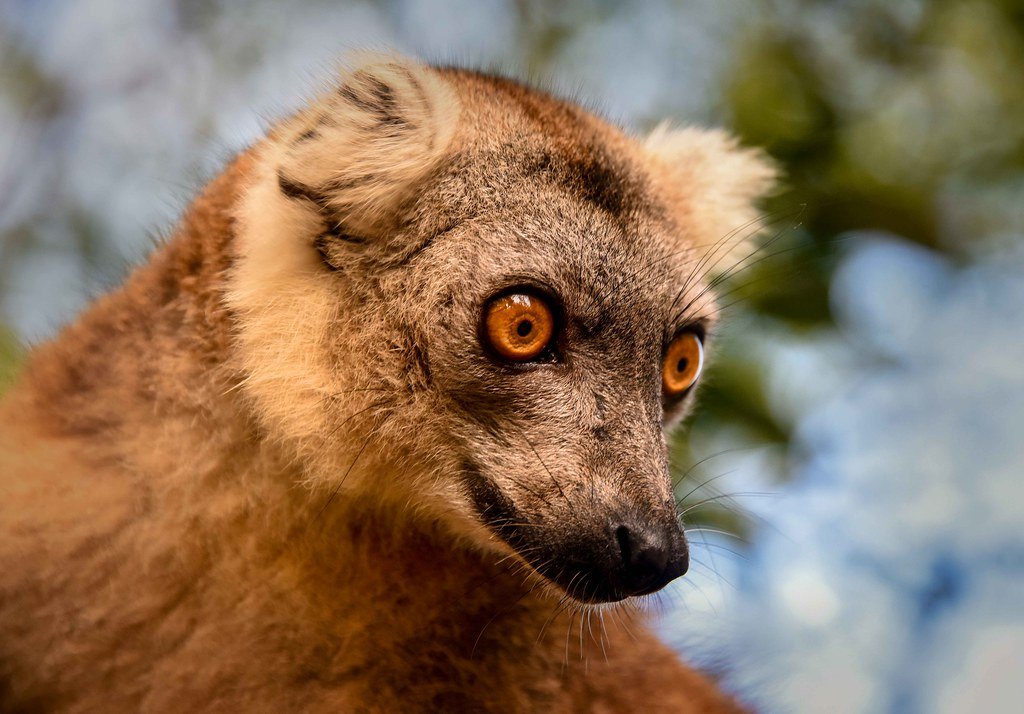 Brown Lemur.