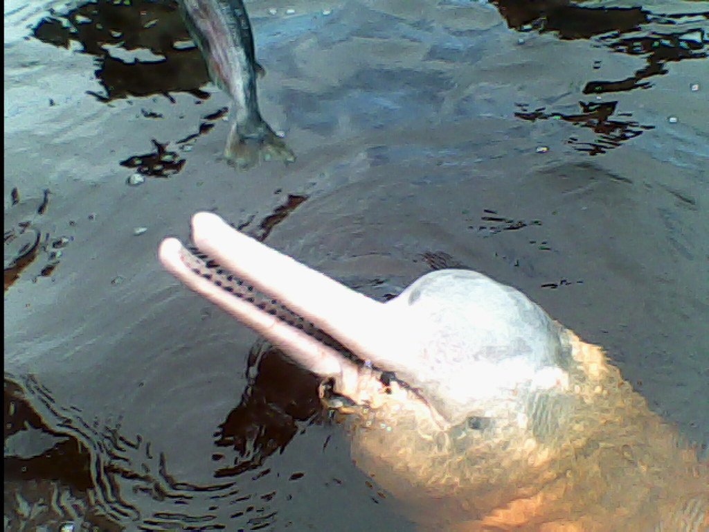 Pink dolphin, Amazon river, Brazil