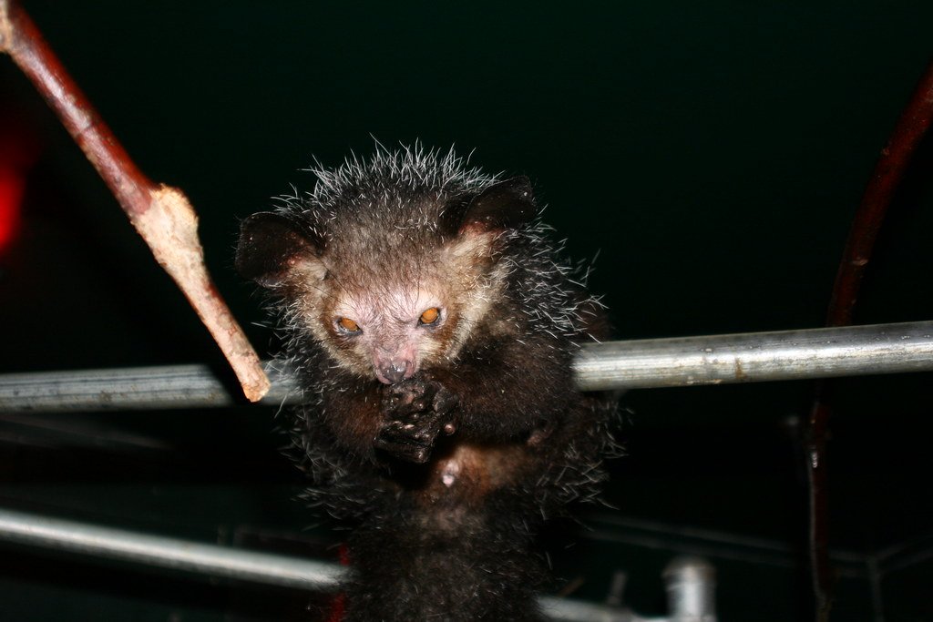 Aye-Aye lemur very unhappy about the camera's flash, but not enought to let go off the raisin.