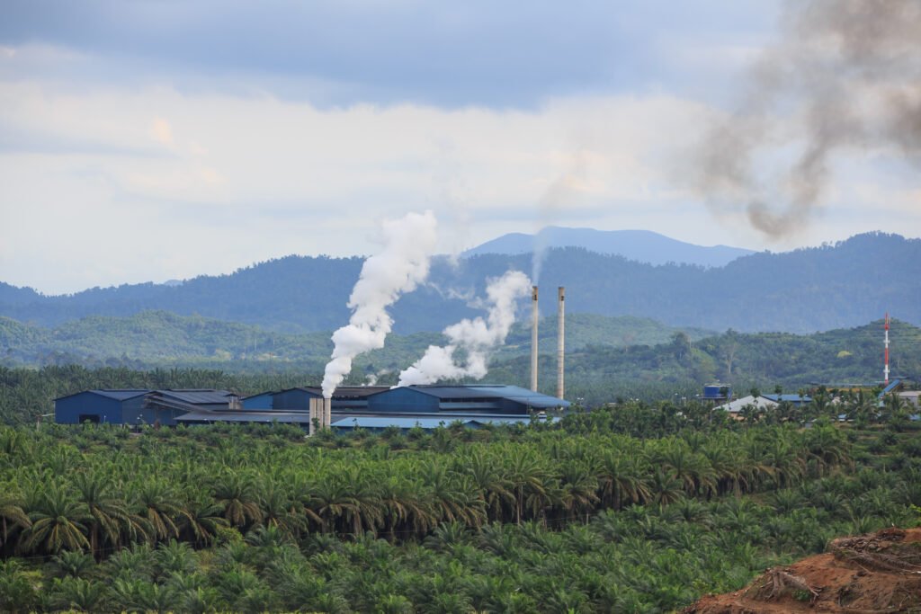 Palm Oil Plantation