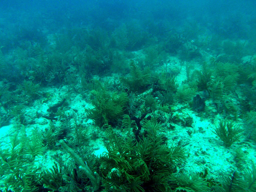 Depleted Florida coral reef.