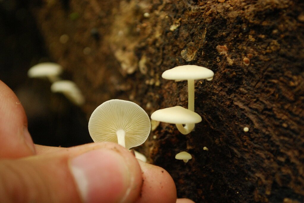 Small fungi growing on a tree trunk.