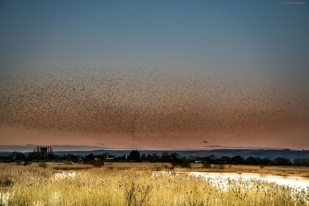 Starling murmuration