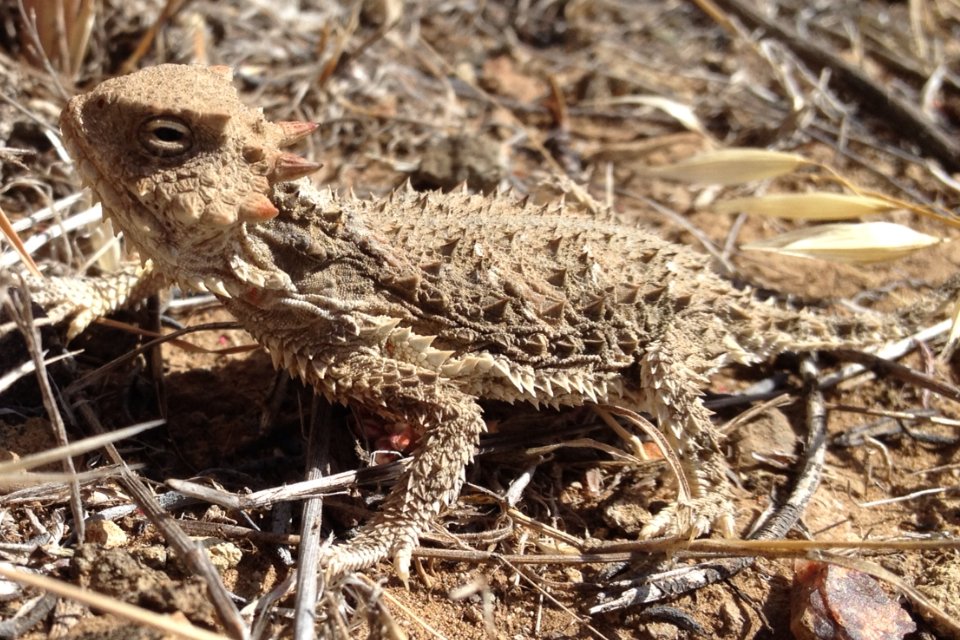 Horned lizard