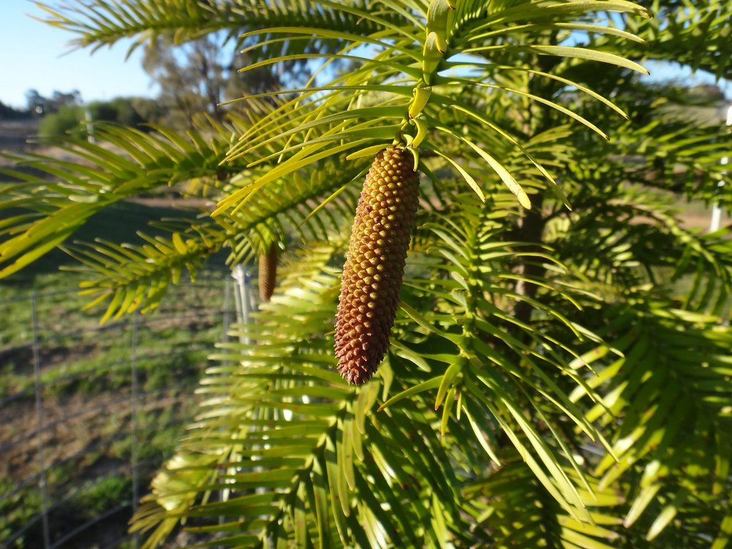 Wollemi Pine