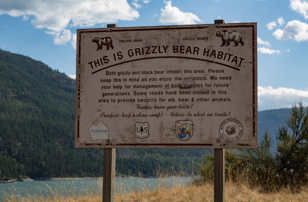 Grizzly Bear Montana