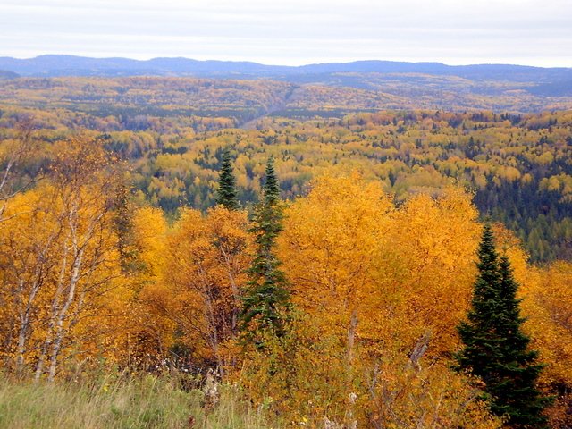 Boreal forest, Canada