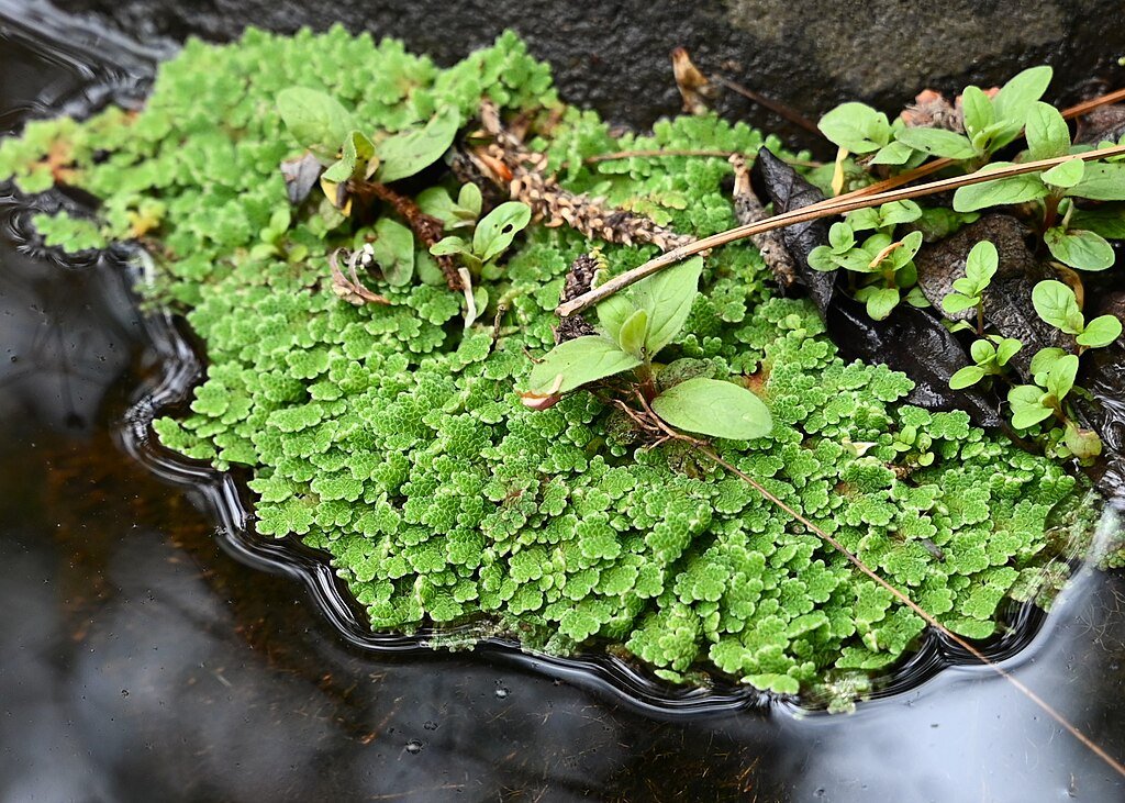 Water fern