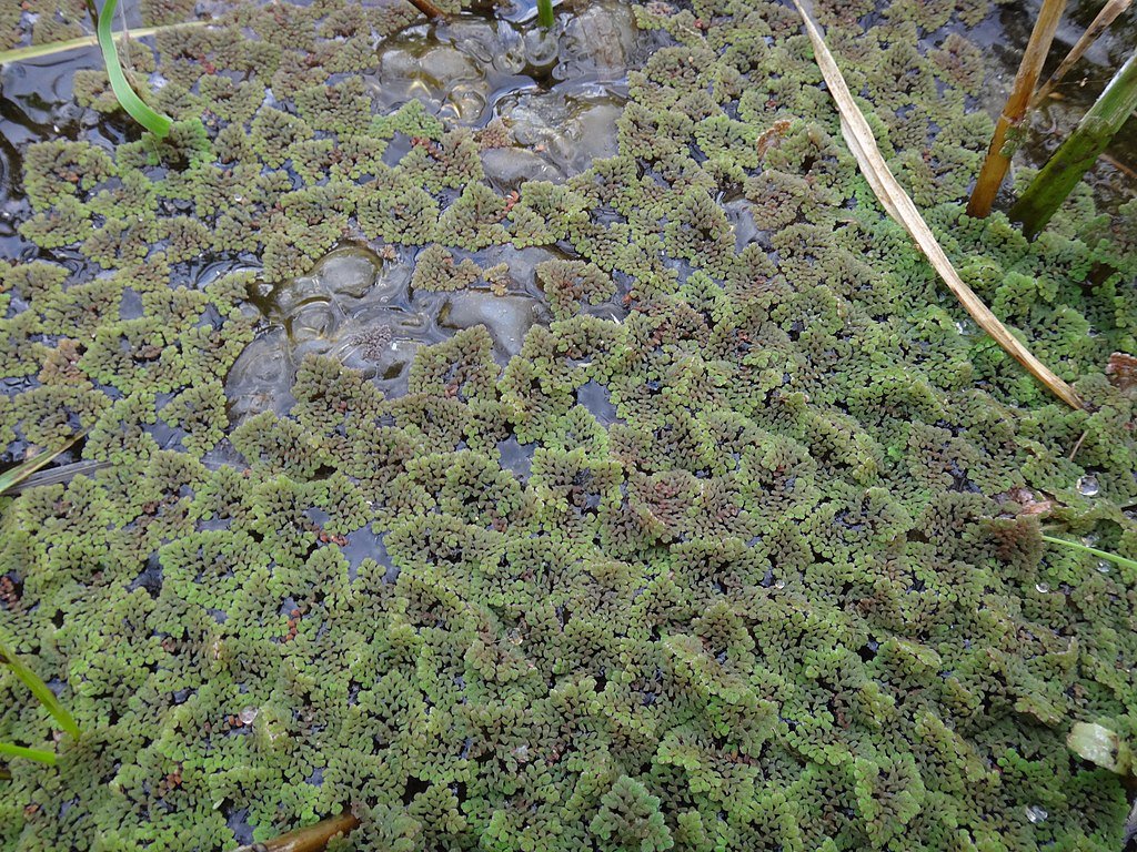 Azolla fern