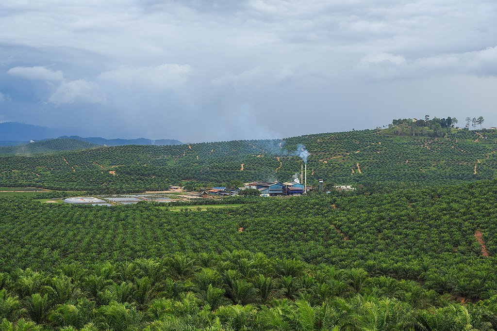 Palm oil plantation, Malaysia