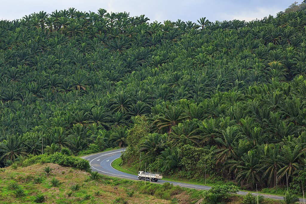 Palm Oil Plantation