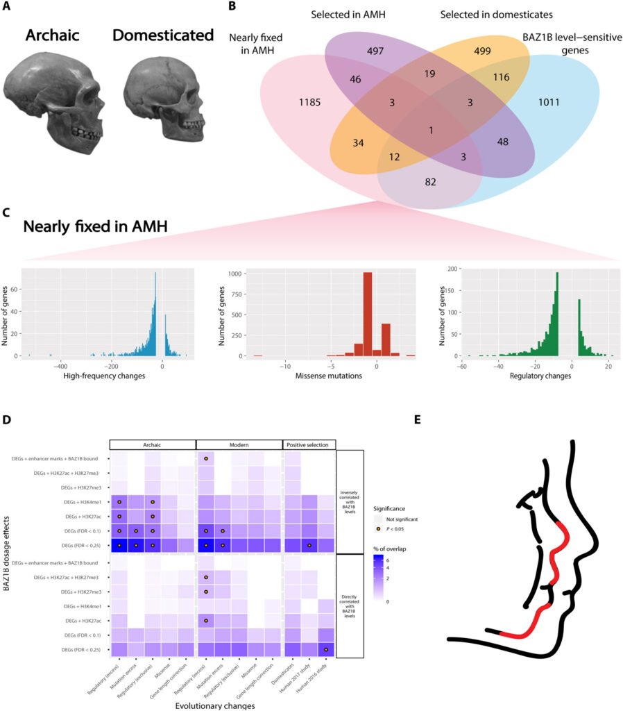 Human evolution, paleogenomic