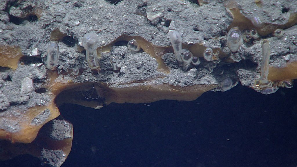 Ice worms