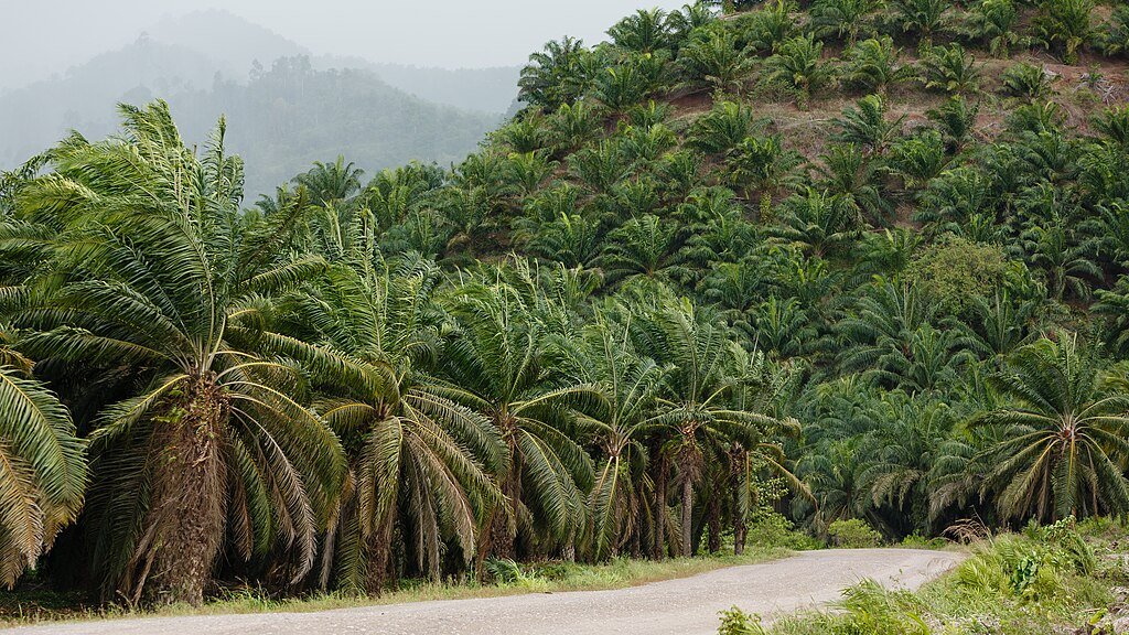 Palm oil plantation