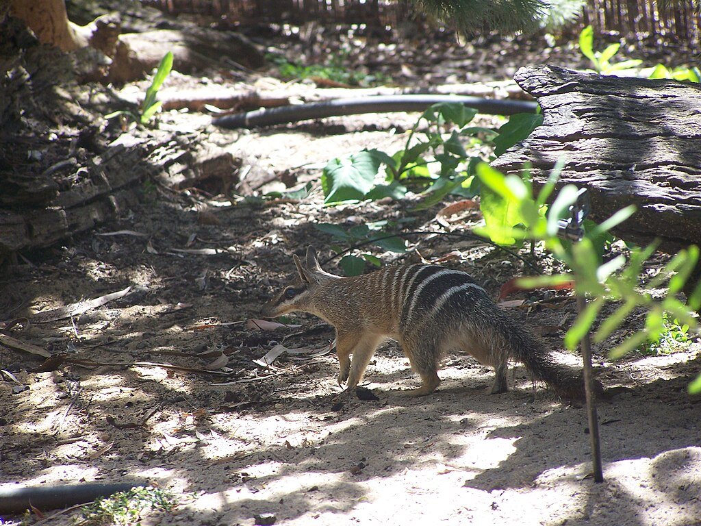 numbat, also known as the noombat or walpurti