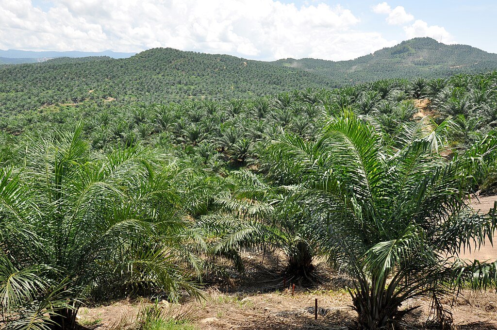 Palm oil plantation