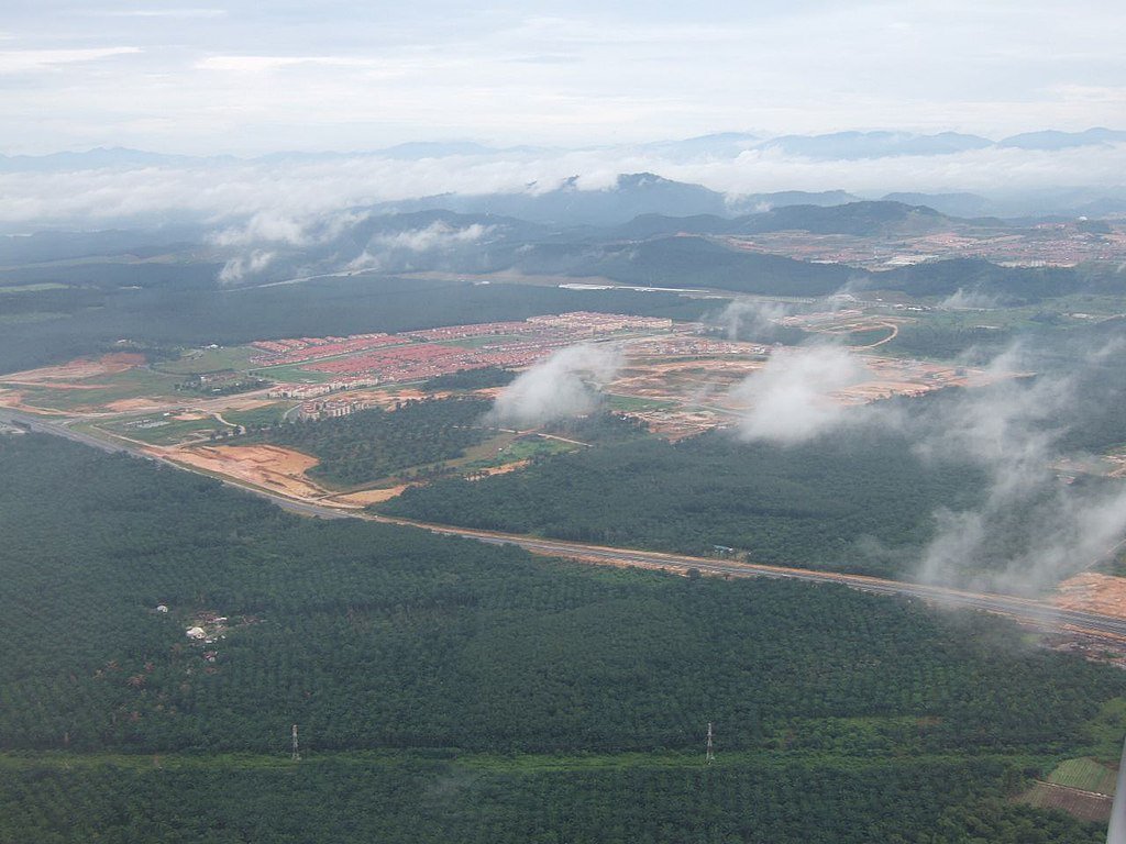 Palm oil trees, Palm oil plantation, Malaysia