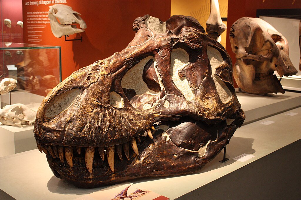 T-rex, dinosaur fossil, Ireland