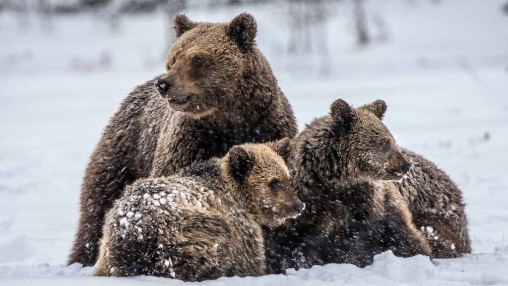 brown bear