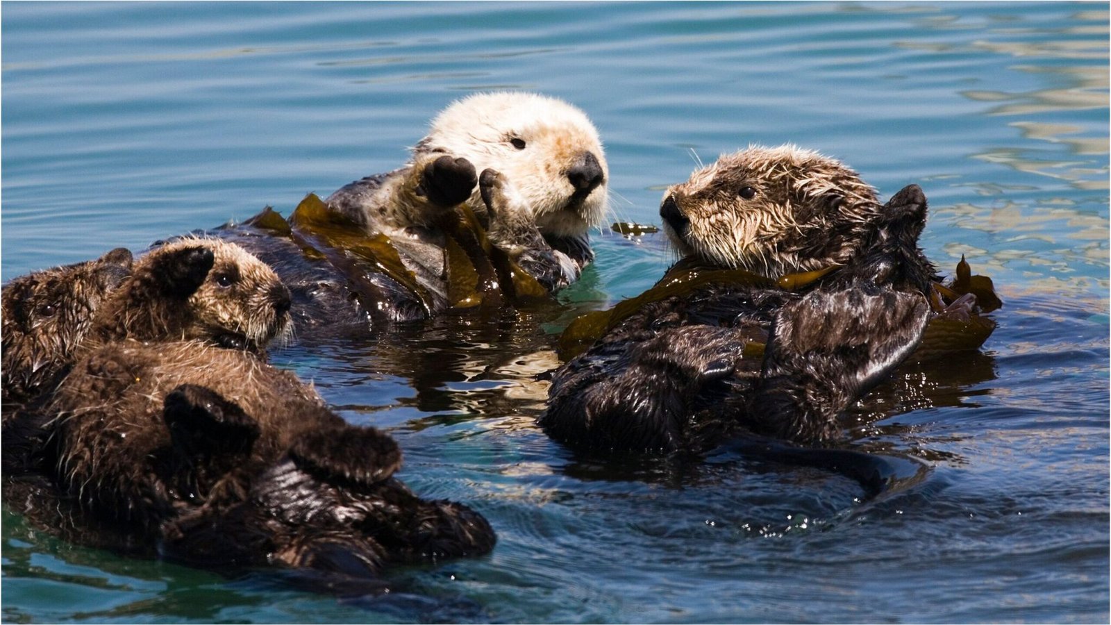 Romp of Otters
