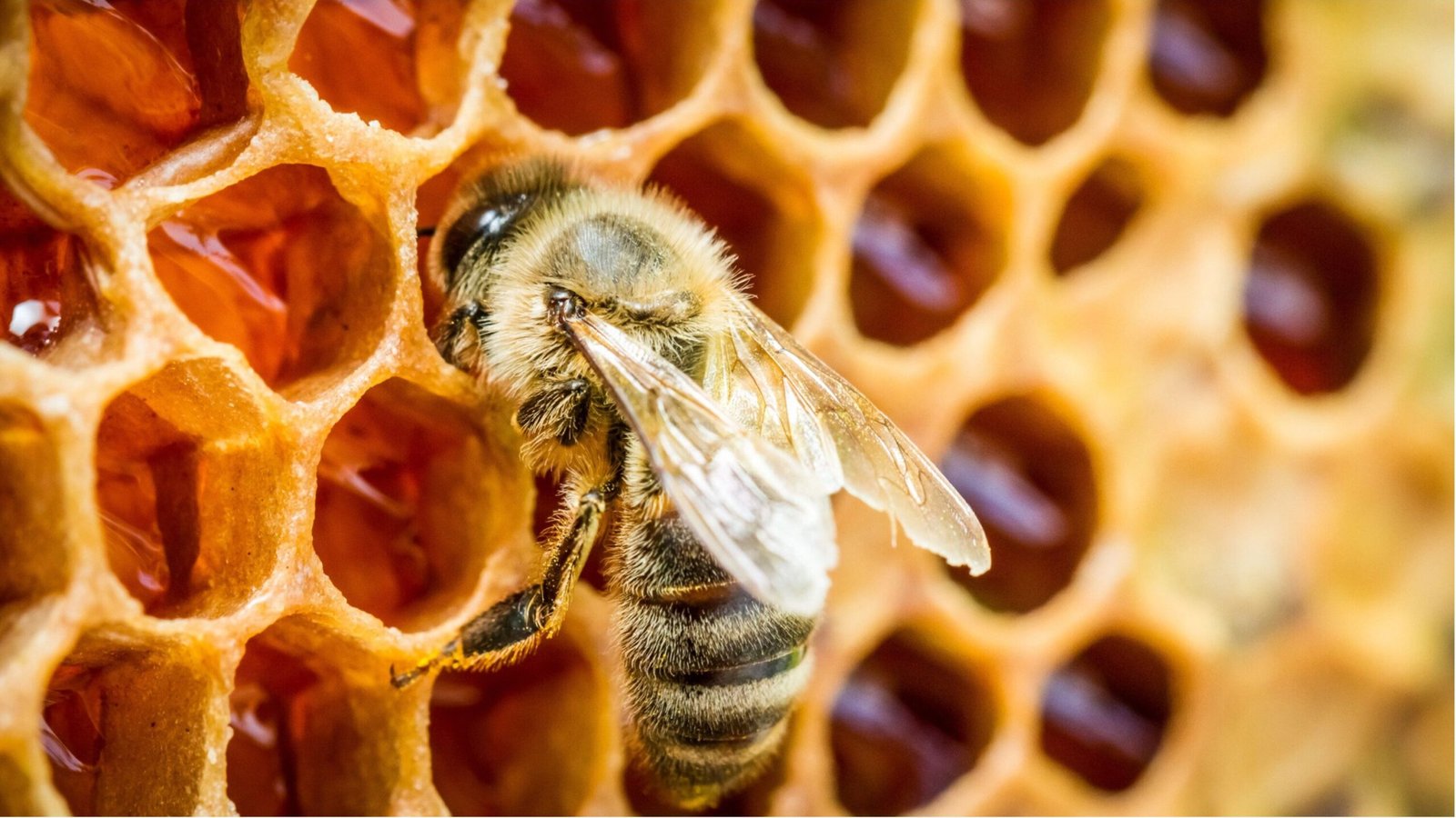 Bees in a beehive on honeycomb
