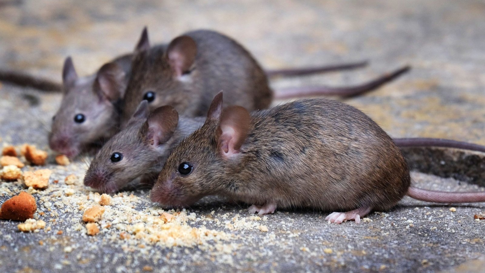 Mice eating scraps.