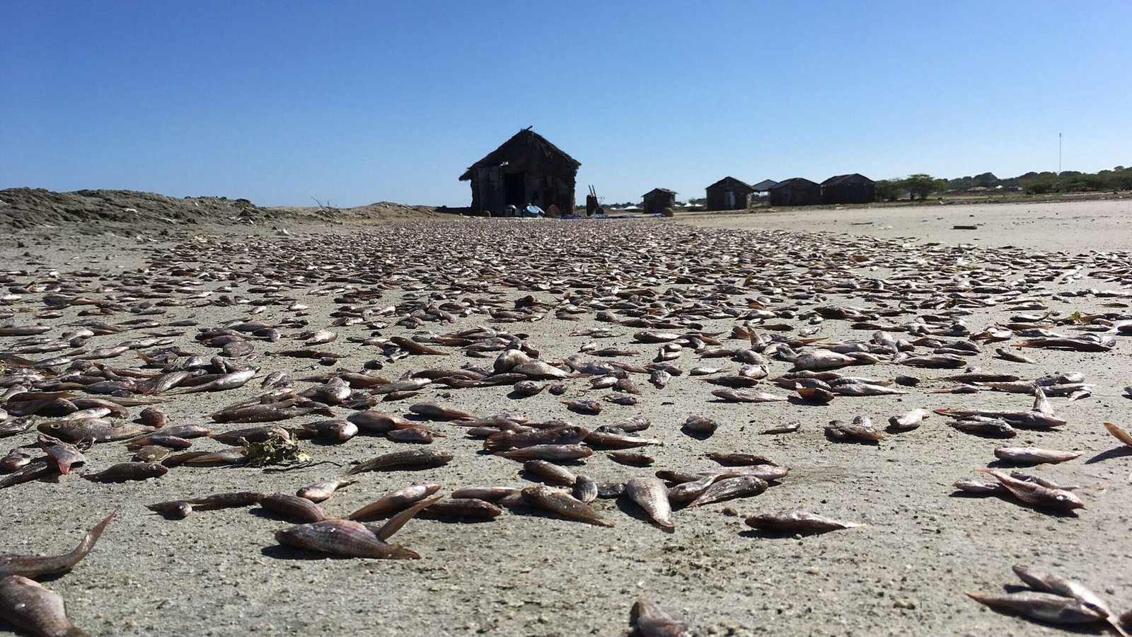 Small fish drying in the sun