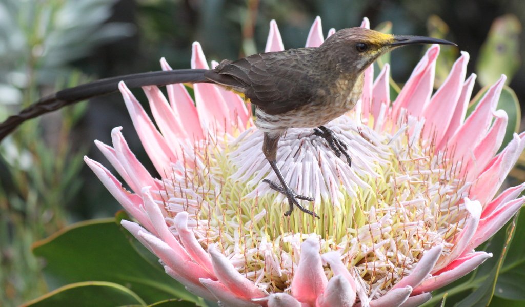 Cape Sugarbird (Promerops cafer) on king protea (Protea cynaroides).