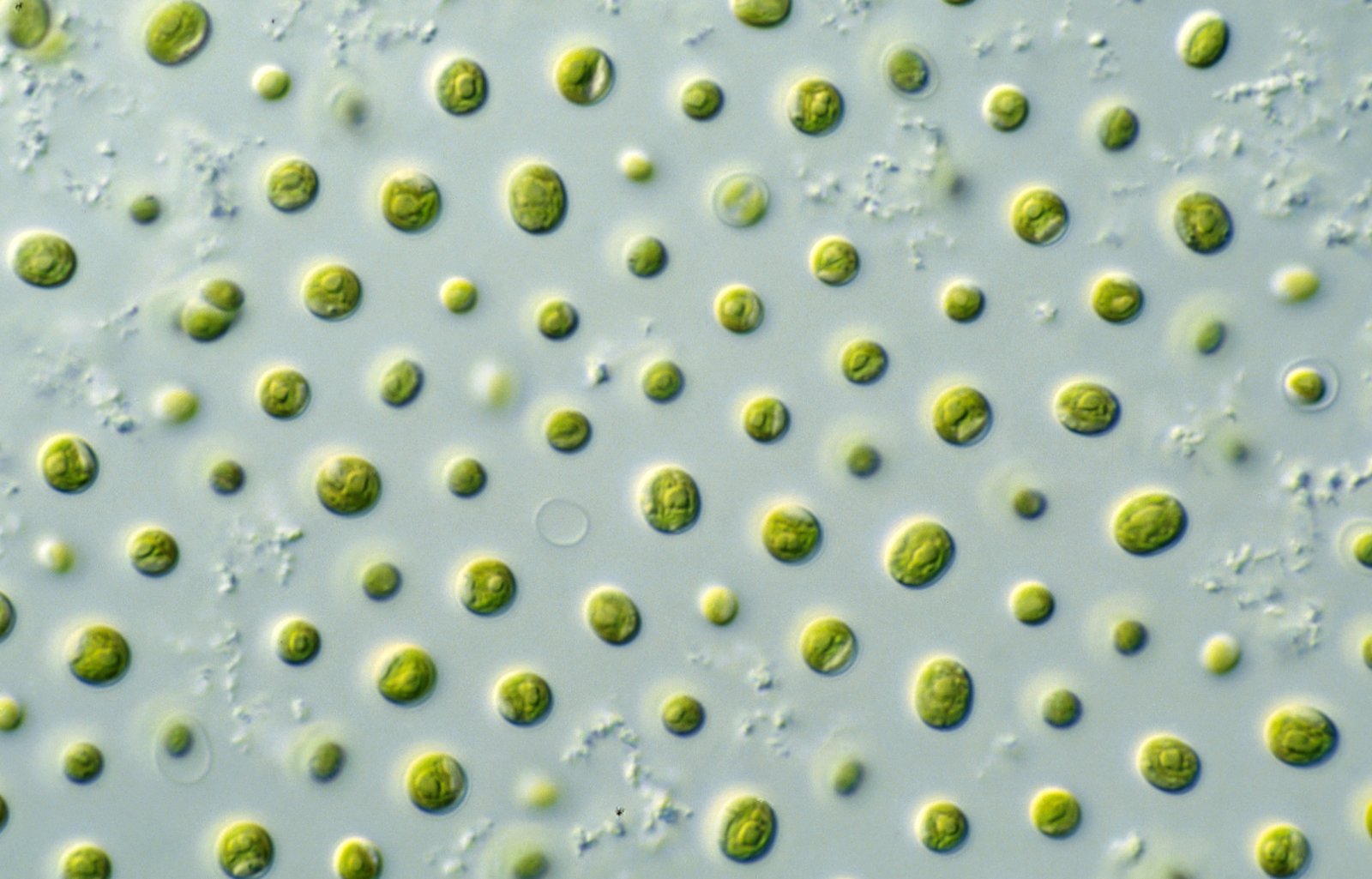 Could Microalgae Solve the World’s Food and Energy Crisis? The Science Behind Algae Farming