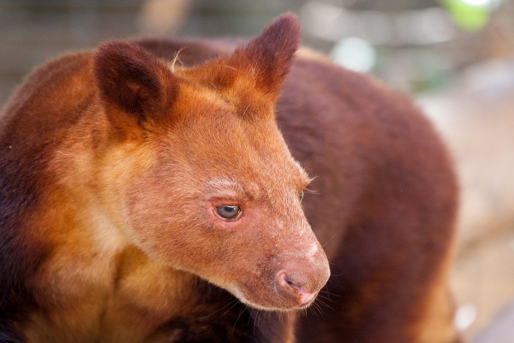 Red Tree Kangaroo portrait.