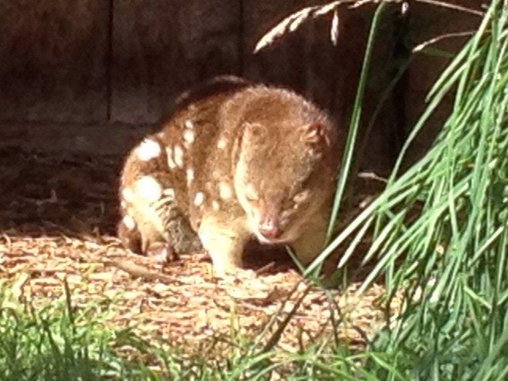 Spotted-tailed Quoll, ACT national park, native species