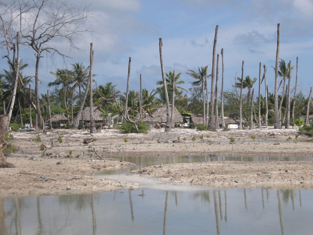 Impacts of coastal erosion and drought on coconut palms in Eita, Tarawa, Kiribati. 