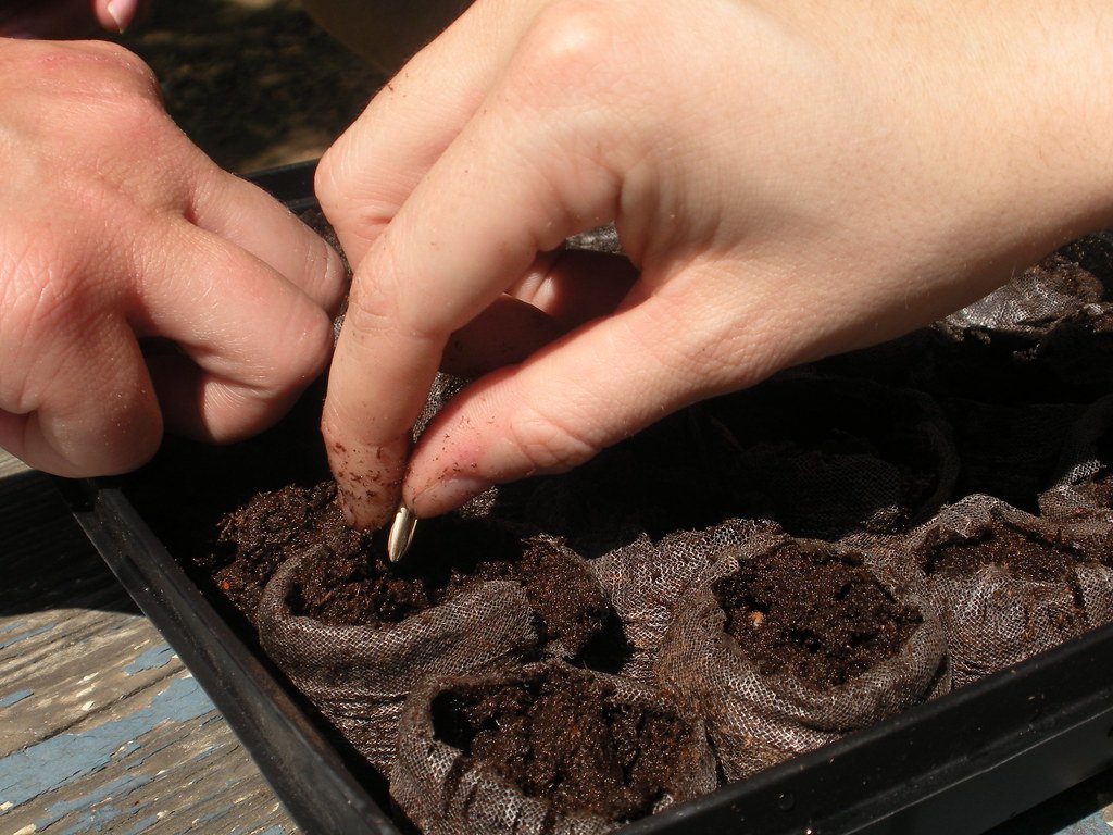 Plant seeds