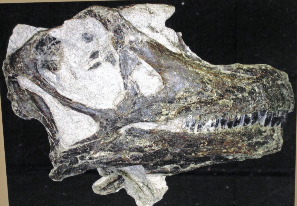 Abydosaurus mcintoshi, dinosaur fossils