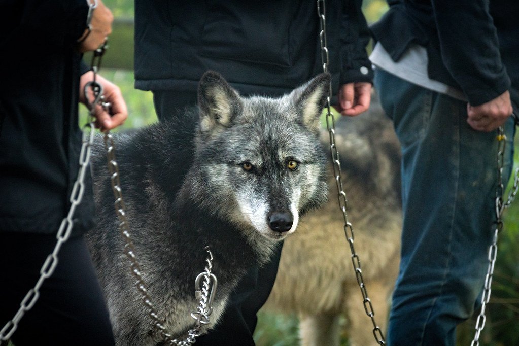 Wild wolf leashed by the authorities.