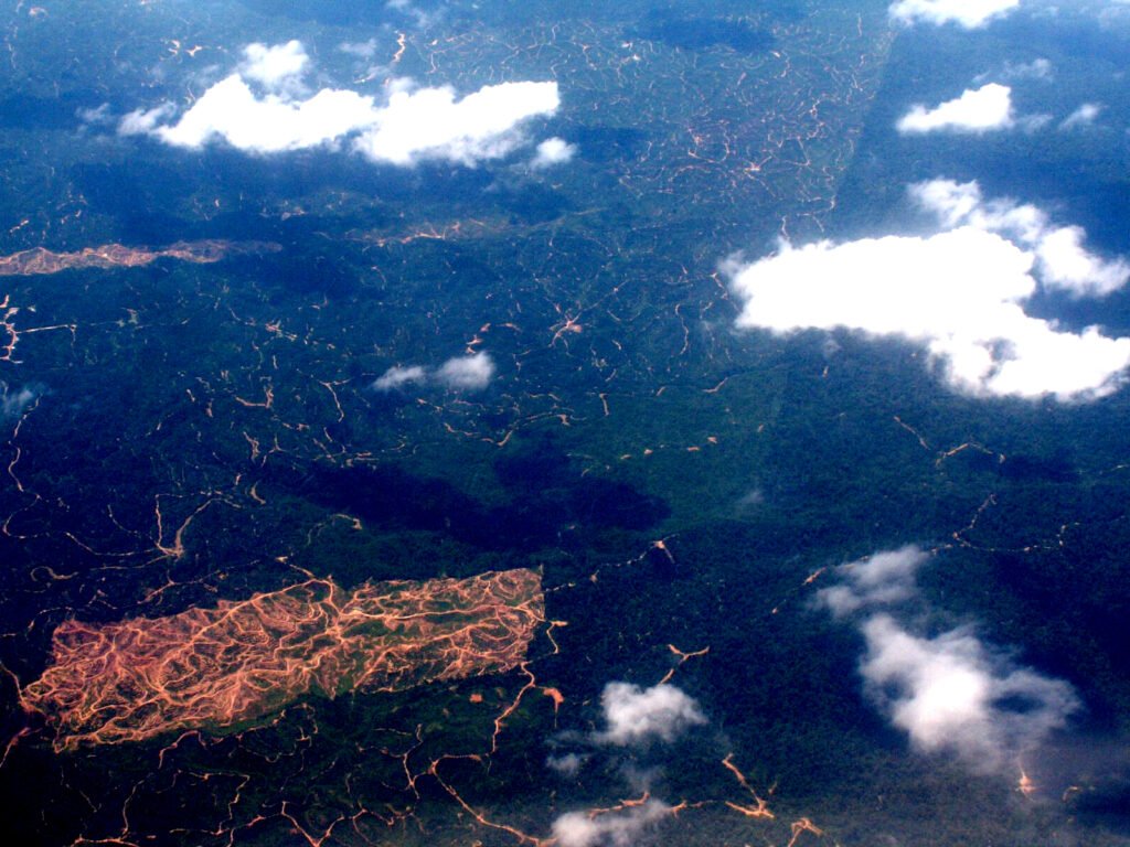 Palm oil plantation