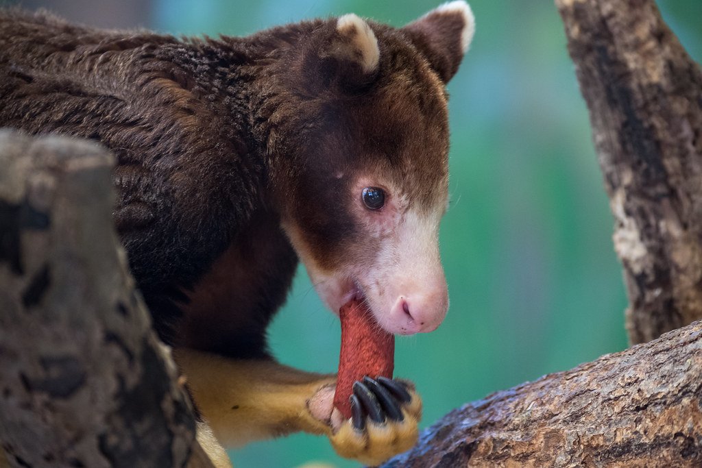 Tree Kangaroo Eating.